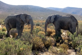 Elephants