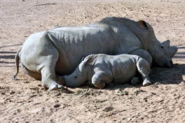 Rhino and baby