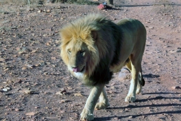 Lion