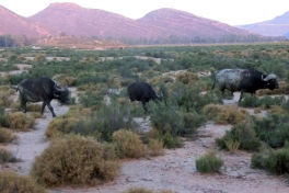 Buffalo