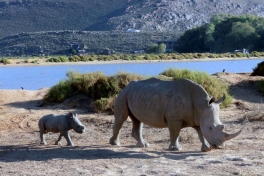 Rhinos