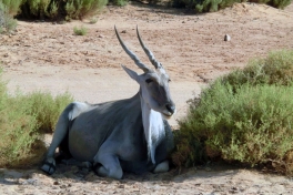 African Deer