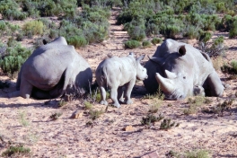 Rhinos