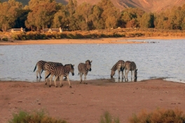 Zebras