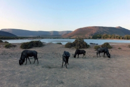 Wilderbeest