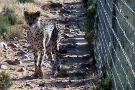 Cheetah