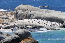 Boulders Beach Cape Town Penguins
