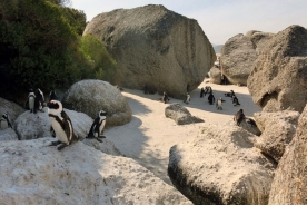 Boulders Beach Cape Town Penguins