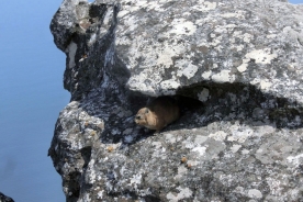 Table Mountain Rock Dassie, Cape Town