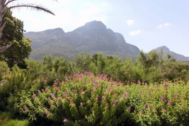 Kirstenbosch Gardens. Cape Town