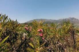 Flora mountain background Hermanus area, Western Cape