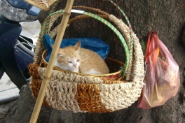 busy in  the cities of VietnamRANDOM CAT