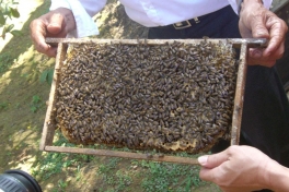 FRESH HONEY VIETNAM