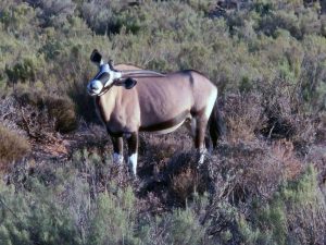 game parks of South Africa - only1invillage.com