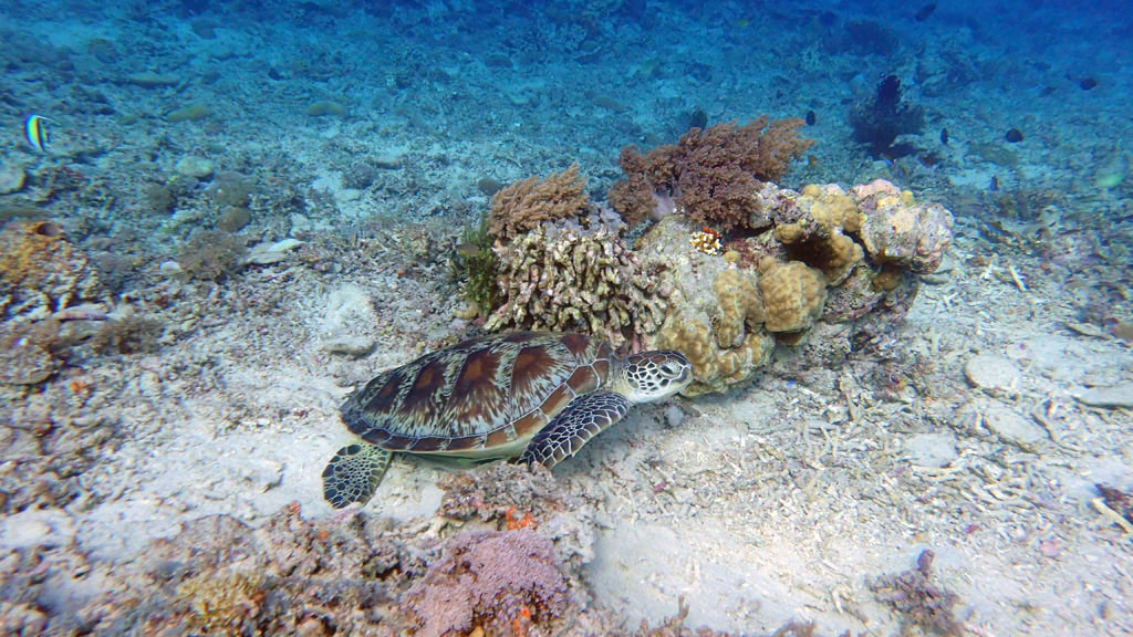Turtle Spotting Gilli T - only1invillage 10 fun things to do in Gili t and 1 don't