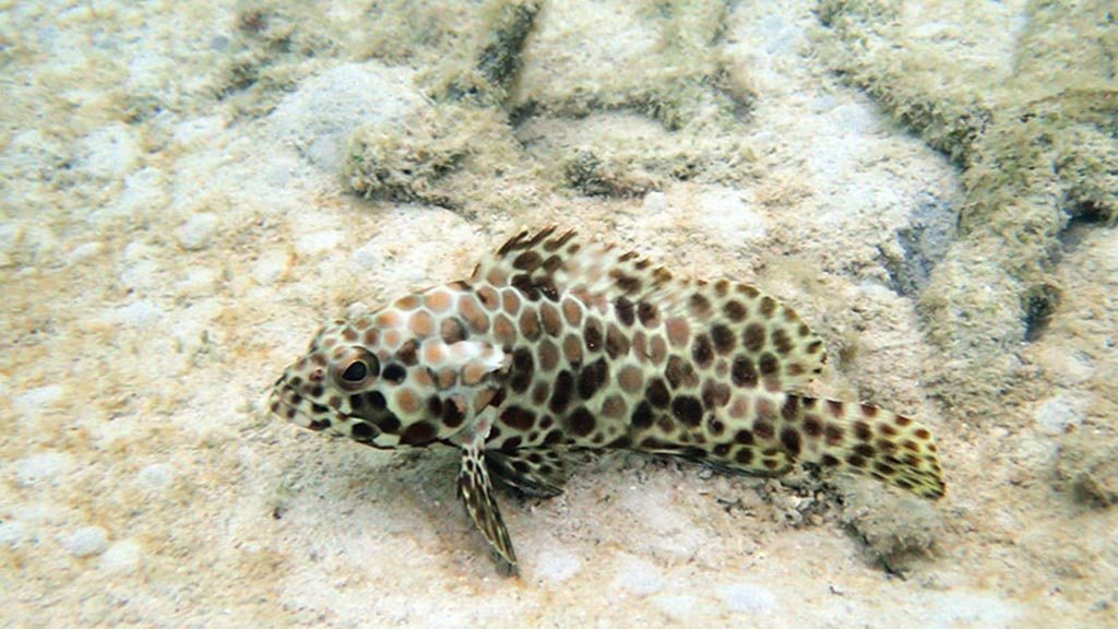 Redang Only1invillage secret paradise island revealed