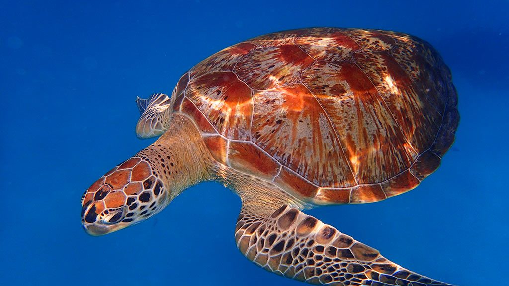 Redang Island secret paradise