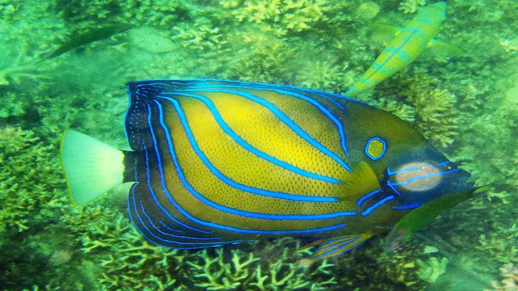 blue queen angel fish