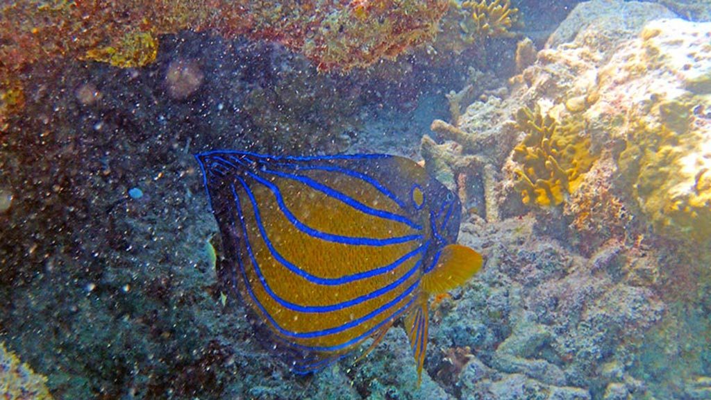 Redang Only1invillage secret paradise island revealed