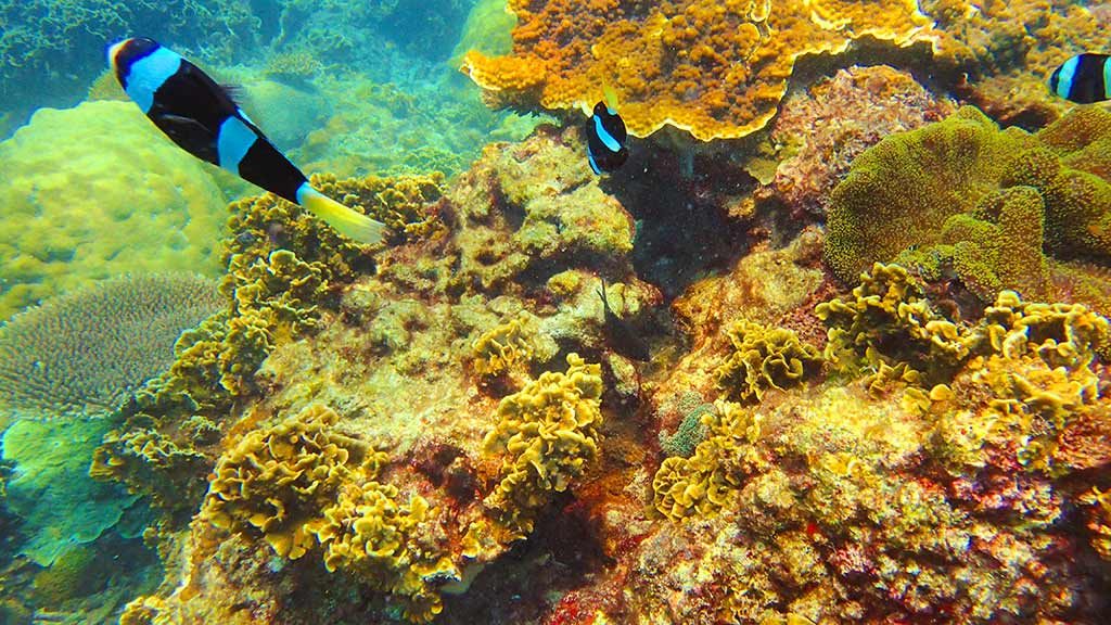 black and blue clown fish