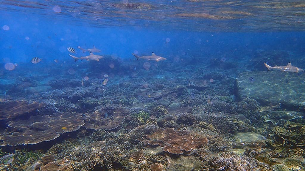 Redang Only1invillage secret paradise island revealed