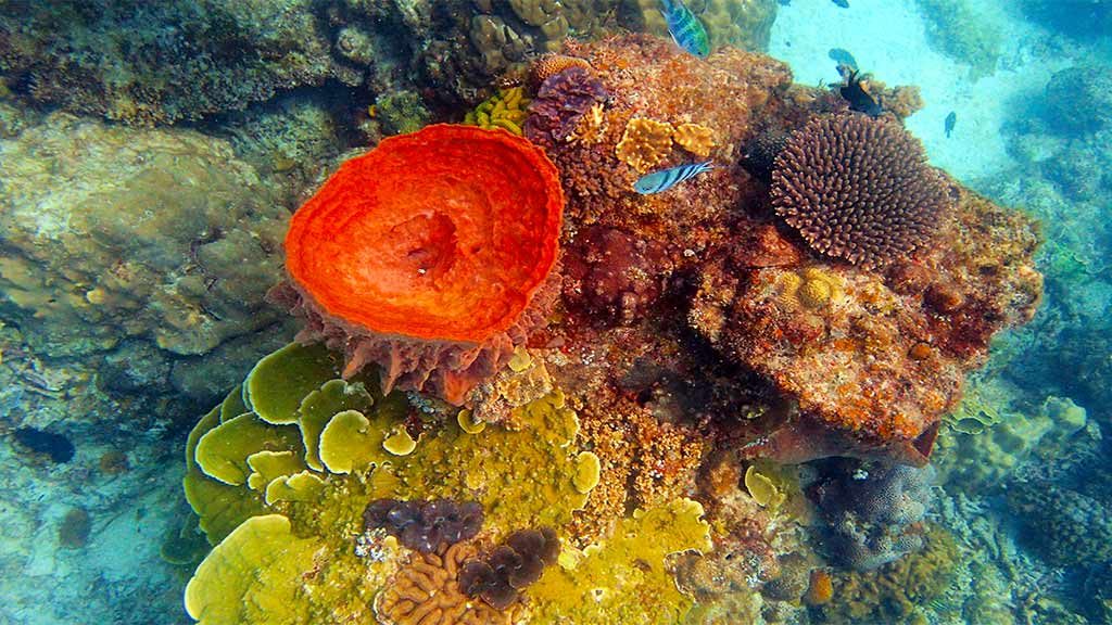 brightly coloured Malaysian coral reef diving in Malaysia