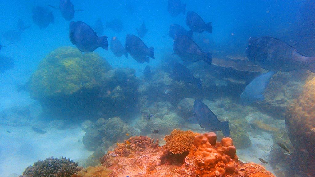 Redang Island secret paradise Malaysian Maldives bumphead parrot fish make the amazing white sand