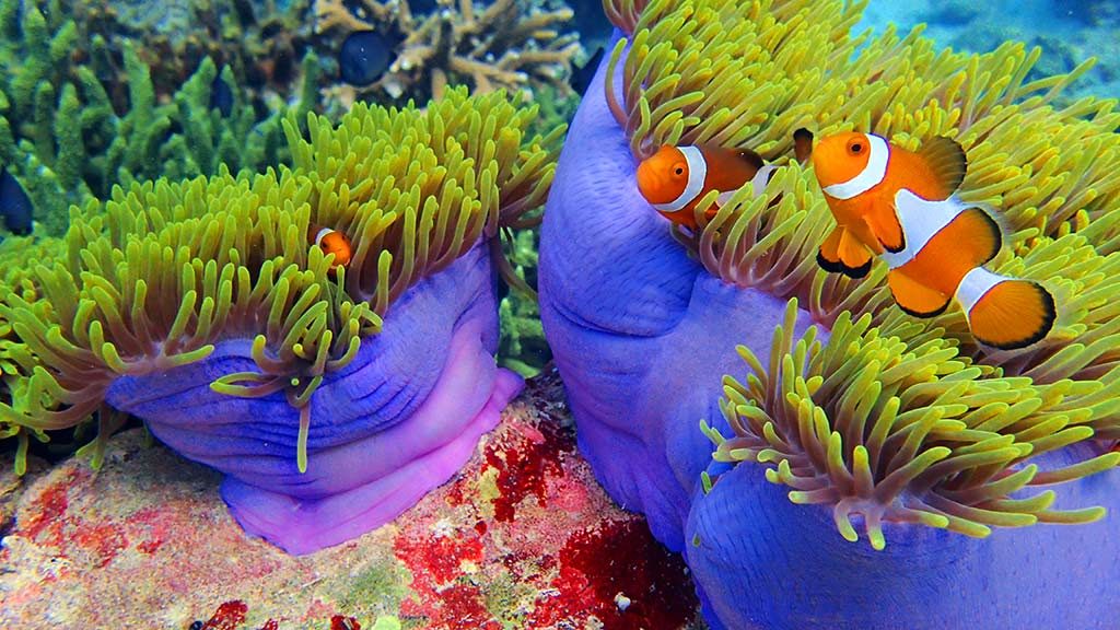 Clown fish heaven awaits in Malaysian waters. Look at the colour of the corals too!