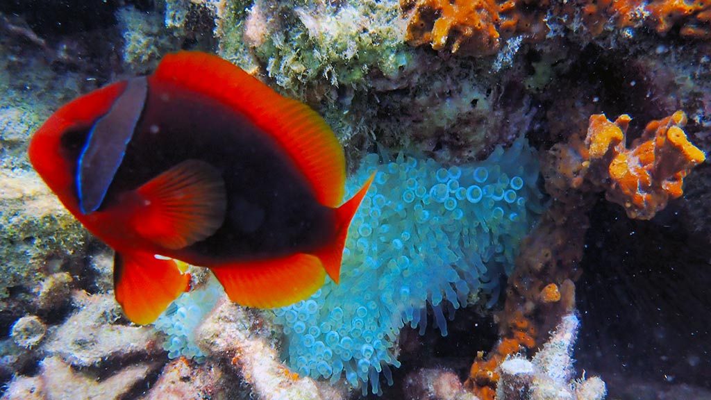 orange fin clown fish diving in Malaysia