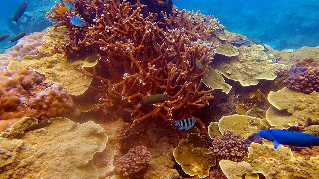 coral in Malaysia better than Thailand and Indonesia