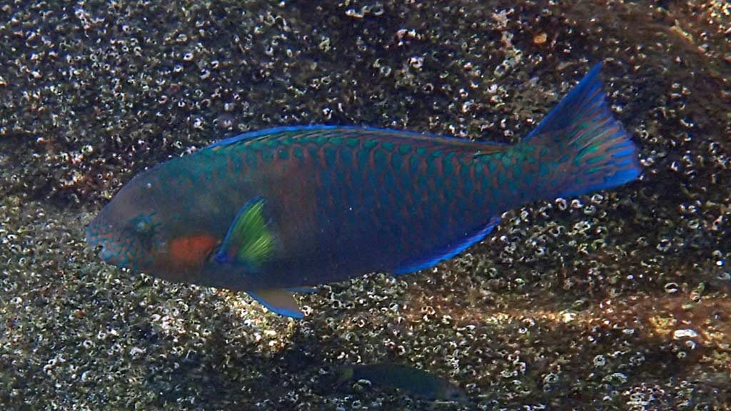The colourful blue barred parrot fish