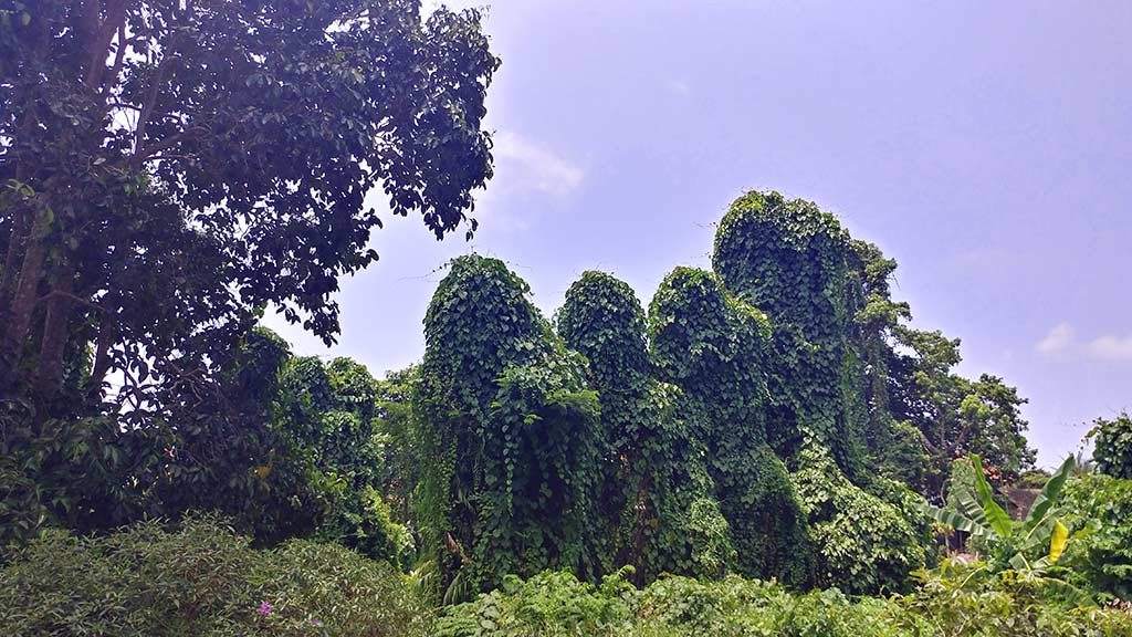 Redang Only1invillage secret paradise i