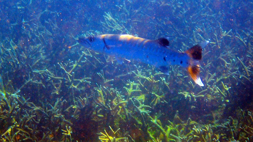 giant barracuda