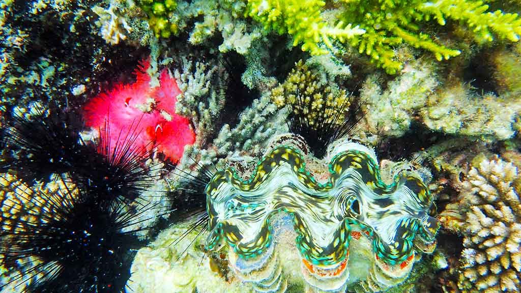 Diving in Malaysia amazing coral reef and spectacular marine life