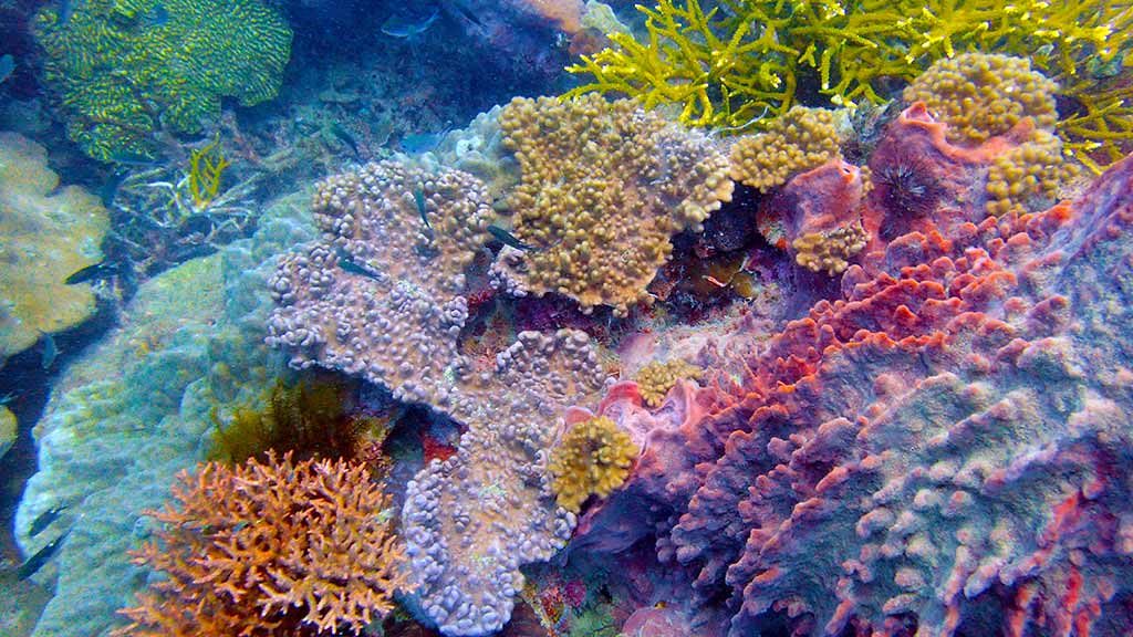 Malaysian coral reef