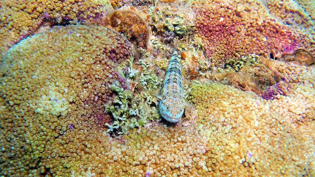 lizardfish