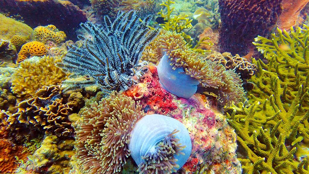 breathtaking corals diving in Malaysia