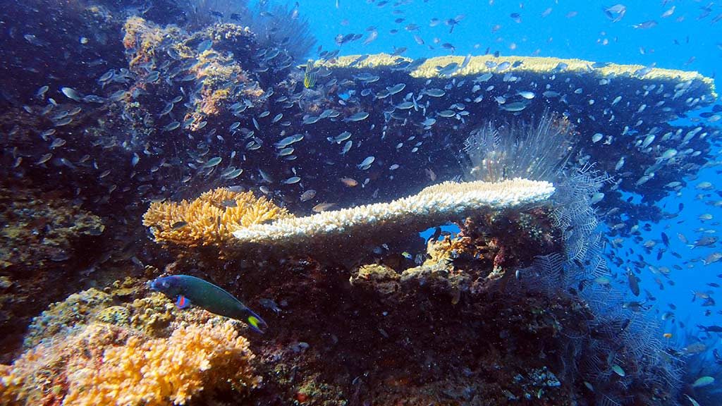 You can compare the Malaysian coral reefs to the Great Barrier Reef. Trust us, we go to both to dive and snorkel.