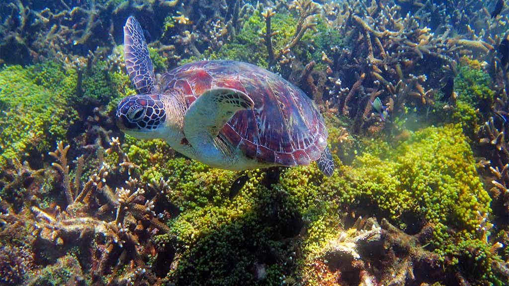 turtles are common in Malaysian waters
