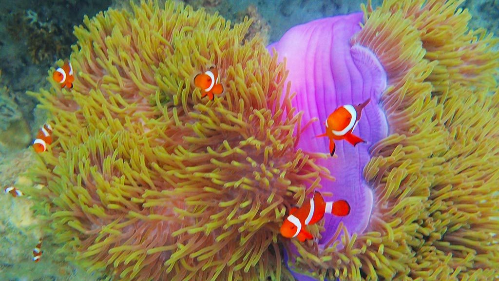 clown fish everywhere Malaysia 