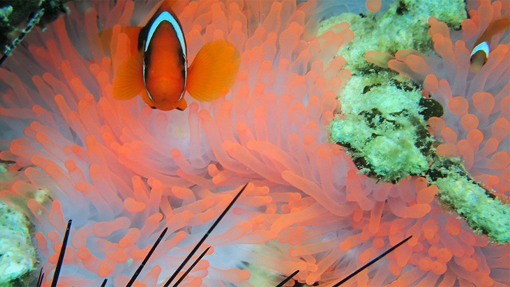 Diving in Malaysia amazing coral reef and spectacular marine life