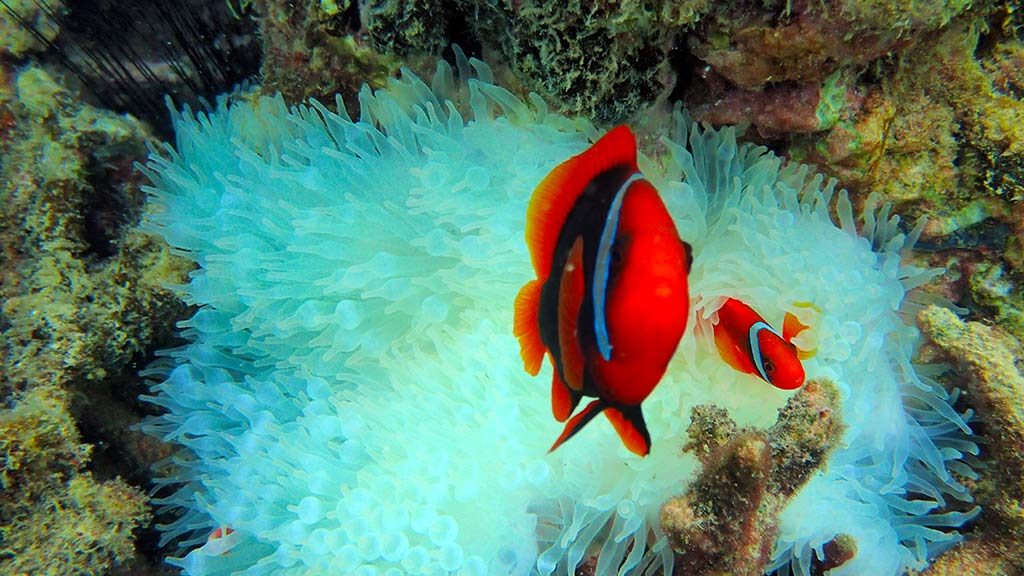Diving in Malaysia amazing coral reef and spectacular marine life