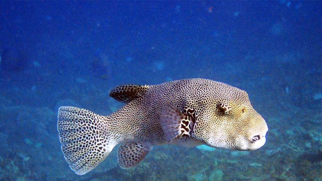 Diving in Malaysia amazing coral reef and spectacular marine life