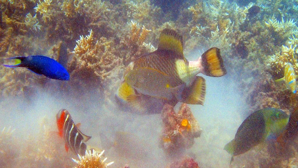 red banded wrasse diving in malaysia