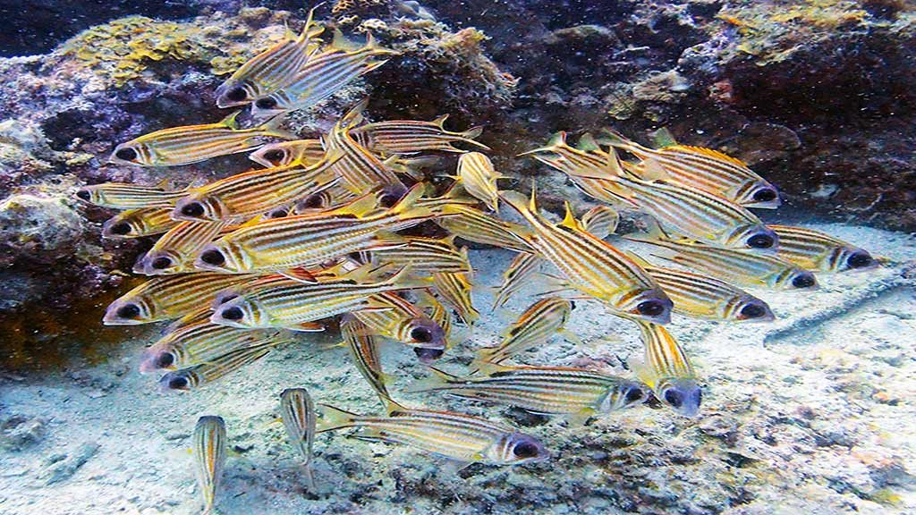squirrelfish large eyes