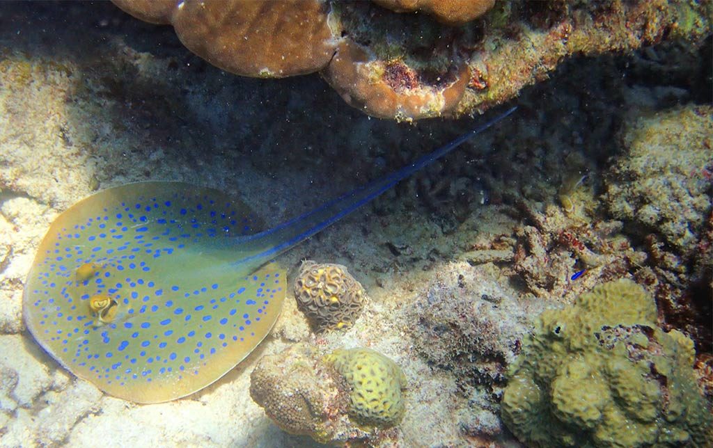 Only1invillage's secret paradise Redang Island revealed 1