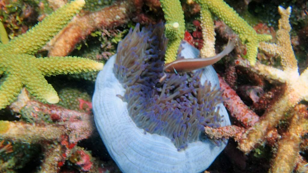 Diving in Malaysia amazing coral reef and spectacular marine life