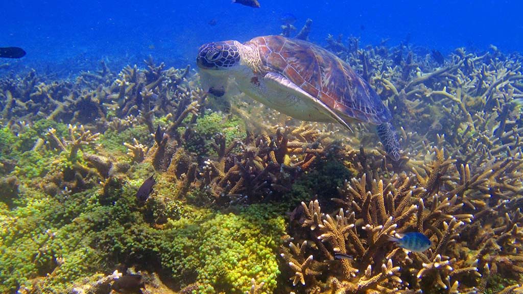 Redang Island secret paradise revealed only1invillage