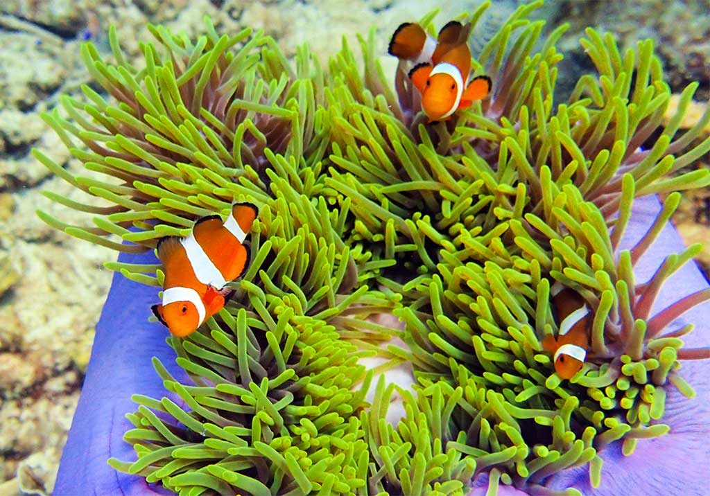 Redang Island secret paradise only1invillage