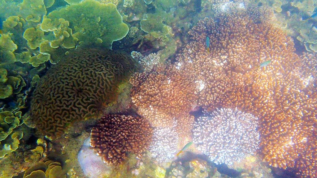Different coral at Arthur Bay